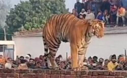 村人もびっくり！突然、大きなトラが現れ、壁の上で休む【インド】