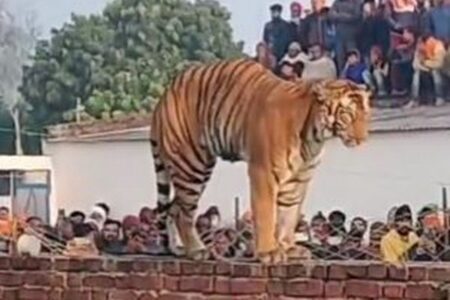 村人もびっくり！突然、大きなトラが現れ、壁の上で休む【インド】
