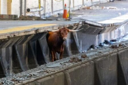 駅の線路に突然、牛が出現、乗客たちも思わず二度見