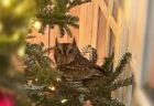 クリスマスツリーの中に、可愛いフクロウの赤ちゃんがいた！【アメリカ】