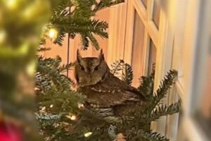 クリスマスツリーの中に、可愛いフクロウの赤ちゃんがいた！【アメリカ】
