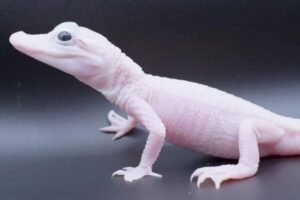 透き通るような白い身体に青い瞳、非常に稀なワニが誕生