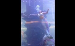 水槽での人魚ショー、尾びれが珊瑚に引っかかり浮上できず【動画】