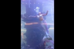 水槽での人魚ショー、尾びれが珊瑚に引っかかり浮上できず【動画】