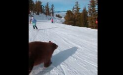 スキーリゾートで滑っていたら、目の前を熊が横切った【動画】
