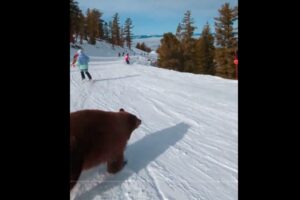 スキーリゾートで滑っていたら、目の前を熊が横切った【動画】