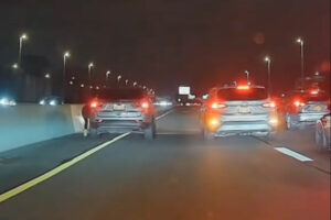 高速道路に走り出たチワワ、優しいドライバーたちが減速し囲んで守る