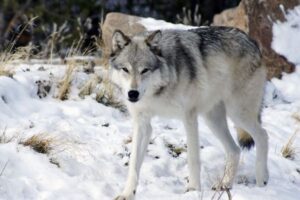 ペットで飼われていたオオカミと犬の交雑種、生後3カ月の赤ちゃんを殺す
