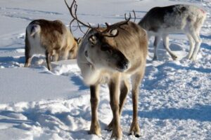 冬に青くなるトナカイの目には、暗視機能が備わっていた！