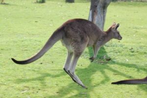 カナダでカンガルーが逃走、無事に捕獲され保護