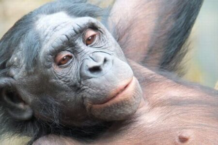 ボノボやチンパンジーが、何十年も仲間の顔を覚えている可能性