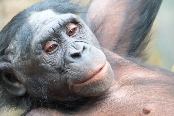 ボノボやチンパンジーが、何十年も仲間の顔を覚えている可能性