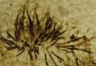 4億700万年前の最古の真菌、英の博物館内で発見される