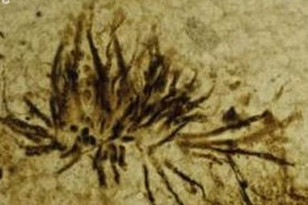 4億700万年前の最古の真菌、英の博物館内で発見される
