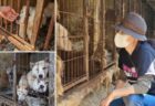 韓国で1つの文化が終了へ。犬肉の生産と販売を禁止する法案が通過