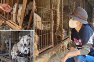 韓国で1つの文化が終了へ。犬肉の生産と販売を禁止する法案が通過