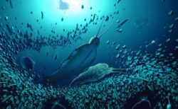 5億年前に生息していた海の生物、長い触角と顎を持つ化石を発見