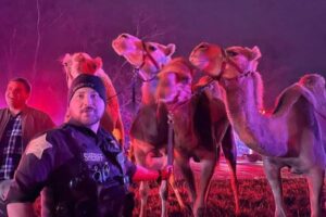 高速道路でサーカスの車が炎上、警察がラクダやシマウマを保護【アメリカ】