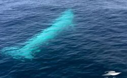 世界で最も稀少な「オオムラクジラ」、タイ沖で白い個体の撮影に成功