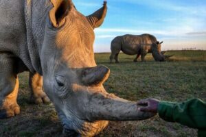 体外受精によるシロサイの妊娠に成功、絶滅の危機から救える可能性