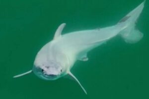 非常に珍しい白いホホジロザメ、泳ぐ姿を動画で撮影することに成功