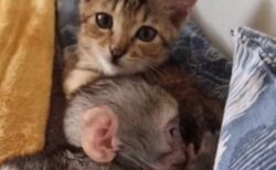 孤児となったサルの赤ちゃんと子猫の友情、お互いに寄り添う姿が可愛い