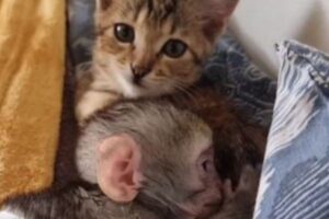 孤児となったサルの赤ちゃんと子猫の友情、お互いに寄り添う姿が可愛い