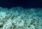 米大西洋沖に広がる、広大な深海サンゴ礁の地図を作製