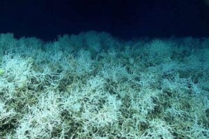 米大西洋沖に広がる、広大な深海サンゴ礁の地図を作製