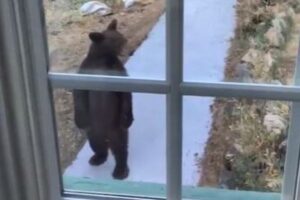 2本足で直立し続けるクマ、着ぐるみみたいな姿が面白い