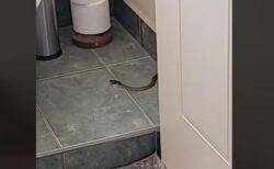 豪で洪水の発生後、公衆トイレにヘビが出現するケースが増加中