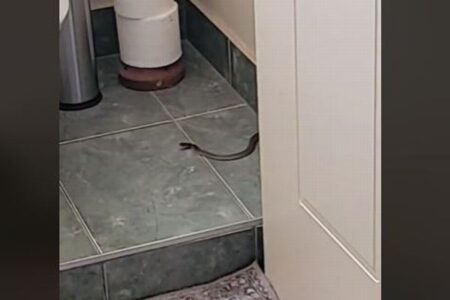 豪で洪水の発生後、公衆トイレにヘビが出現するケースが増加中