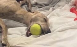 ボールをくわえたまま眠るワンコ、幸せそうな寝姿が可愛い