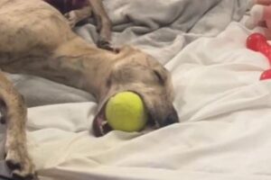 ボールをくわえたまま眠るワンコ、幸せそうな寝姿が可愛い