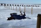雪に背中がはまって動けなくなった馬さん、飼い主に救助される