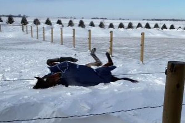 雪に背中がはまって動けなくなった馬さん、飼い主に救助される