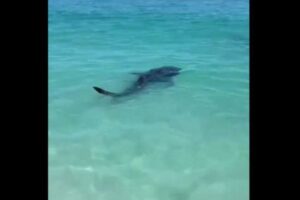 南アの海岸にジンベイザメの子供、ライフガードが救助