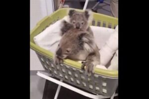 車にはねられたコアラの親子、救助され順調に回復【動画】
