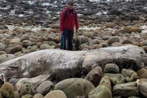 顔のない海の生物が海岸に打ち上る、専門家も困惑【イギリス】