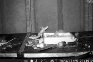 ネズミが2カ月間、物置の中でせっせとお片付け【動画】