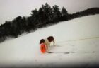 凍った湖に落ちた飼い主を救うため、賢いワンコが大活躍【アメリカ】