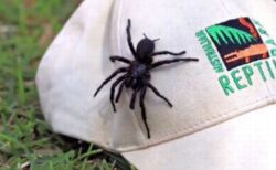 猛毒を持つ「シドニージョウゴグモ」のオス、最大の個体が捕獲される