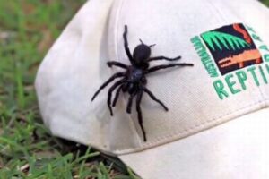 猛毒を持つ「シドニージョウゴグモ」のオス、最大の個体が捕獲される