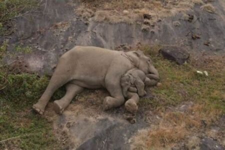 インドで迷子になった子供のゾウが母親と再会、森林局の職員が尽力