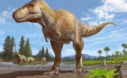 「ティラノサウルス・レックス」に最も近い、恐竜の新種を確認【アメリカ】
