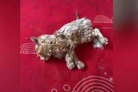 凍った状態で発見された子猫、女性の看護で奇跡的に生き延びる【動画】