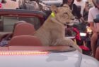 ライオンの子供を車に乗せたタイ人女性、保護法違反で逮捕される
