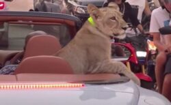 ライオンの子供を車に乗せたタイ人女性、保護法違反で逮捕される