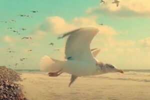 カモメの間をドローンが飛行、美しい映像を撮影