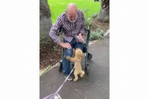 高齢者の男性とワンコの友情、尻尾を振りながら喜ぶ姿が可愛い